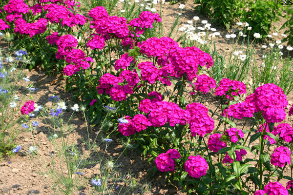 Flowers in garden of Canterbury Shaker Village. NH.