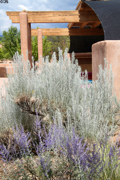 Landscaping of Museum Hill. Santa Fe, NM.