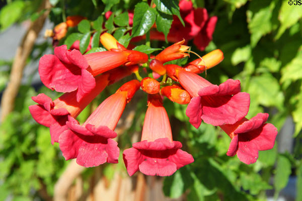 Flowers on walkway at Santa Fe Railyard. Santa Fe, NM.