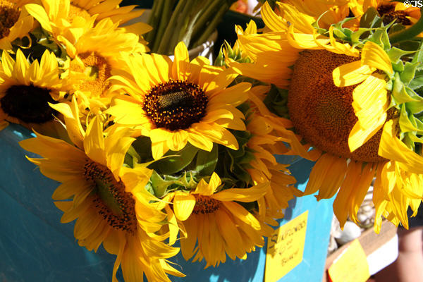 Sunflowers at Sunday Santa Fe Farmers Market. Santa Fe, NM.