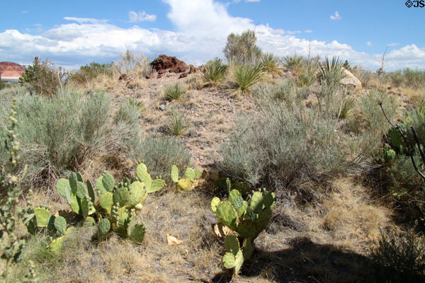 Landscaping at Albuquerque Museum. Albuquerque, NM.