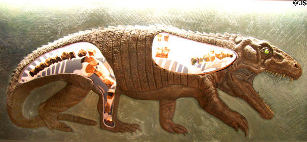 Erythrosuchian skeleton displayed in open model of this reptile at New Mexico Museum of Natural History & Science. Albuquerque, NM.