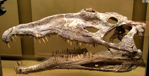 Pseudopalatus skull from Quay County, NM at New Mexico Museum of Natural History & Science. Albuquerque, NM.
