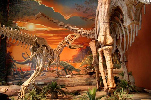 Skeleton of smaller Saurophaganax attacks Seismosaurus at New Mexico Museum of Natural History & Science. Albuquerque, NM.