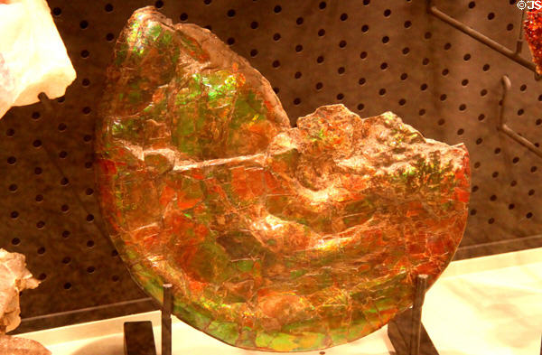 Placenticeras meeki fossil (late Cretaceous) at New Mexico Museum of Natural History & Science. Albuquerque, NM.