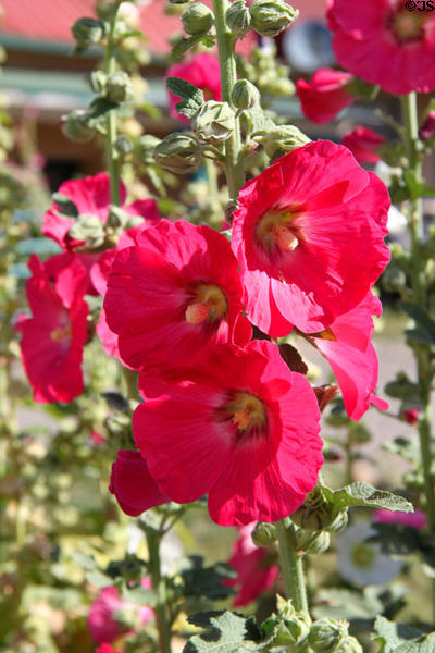 Hollyhocks at San Francisco de Asis Church. Taos, NM.