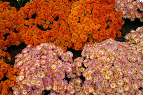 Flowers of conservatory of Botanical Gardens. Buffalo, NY.