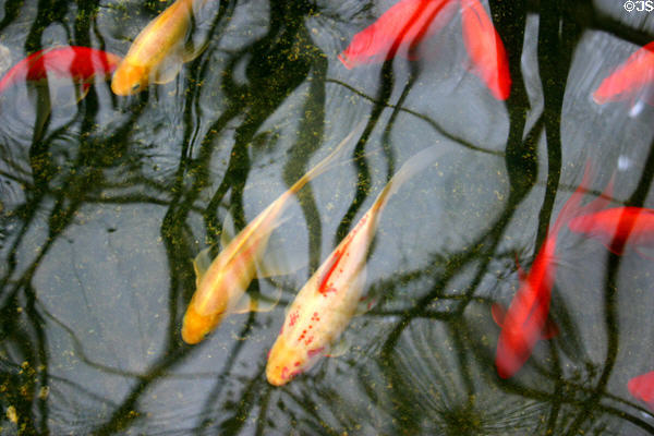 Koi swim in pond in conservatory of Botanical Gardens. Buffalo, NY.