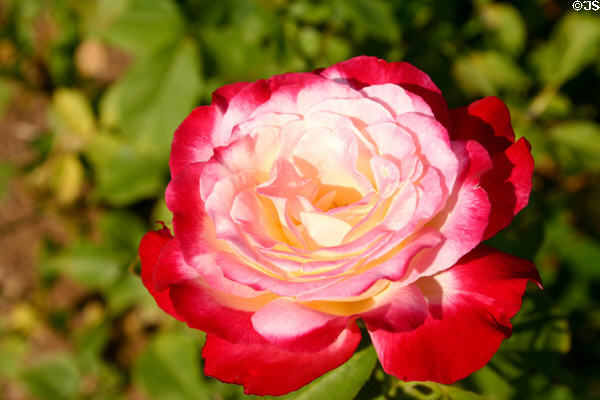 Double delight hybrid tea rose in Sara's rose garden at FDR home. Hyde Park, NY.