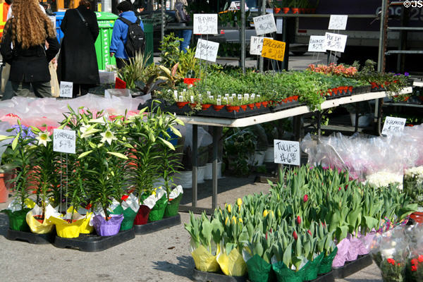 Flower market on Union Square. New York, NY.