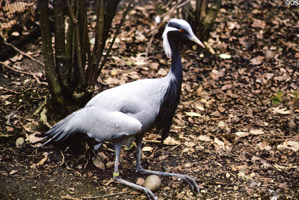 Demoiselle Crane with egg in Prospect Park Wildlife Center, Brooklyn. New York, NY.