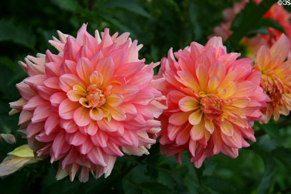 Pink & yellow dahlias at Toledo Botanical Garden. Toledo, OH.