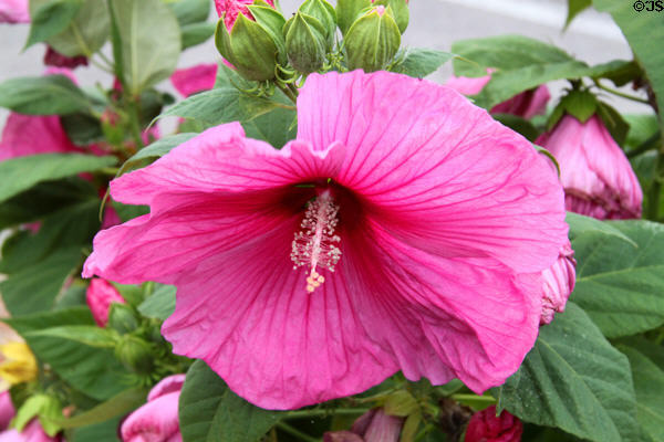 Hibiscus. Zanesville, OH.