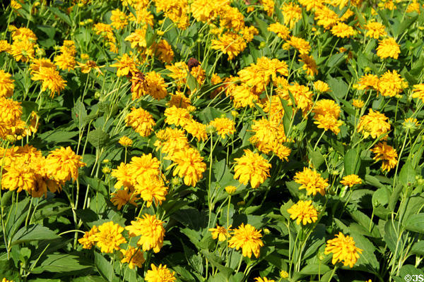 Flowers at Franklin Park Conservatory & Botanical Gardens. Columbus, OH.