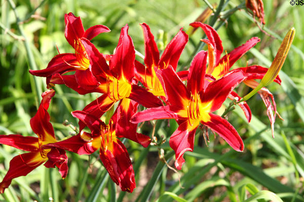 Lilies at Franklin Park Conservatory & Botanical Gardens. Columbus, OH.