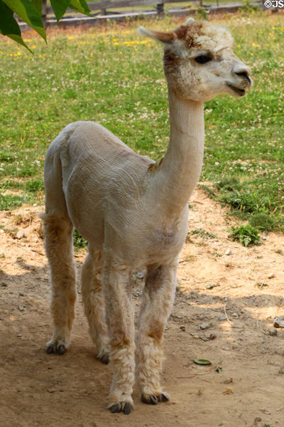 Alpaca at Lake Metroparks Farmpark. Kirtland, OH.