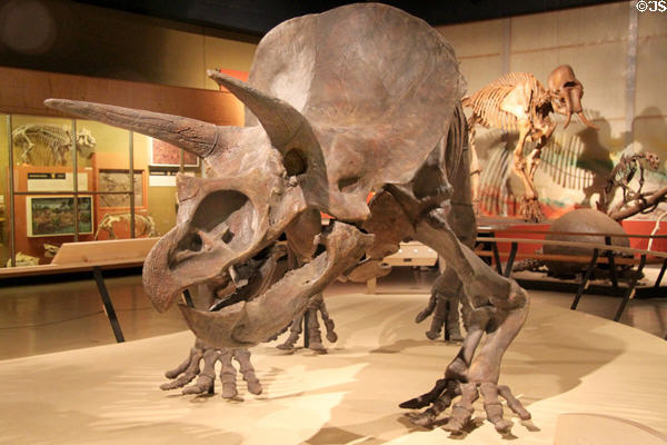 Triceratops horridus cast skeleton at Cleveland Museum of Natural History. Cleveland, OH.