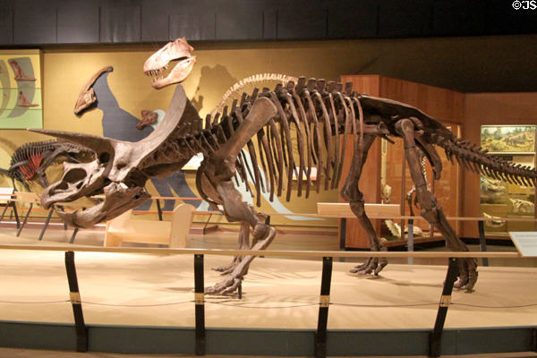 Triceratops horridus cast skeleton at Cleveland Museum of Natural History. Cleveland, OH.