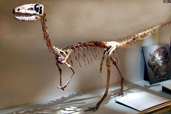 Coelophysis bauri original fossil skeleton at Cleveland Museum of Natural History. Cleveland, OH.
