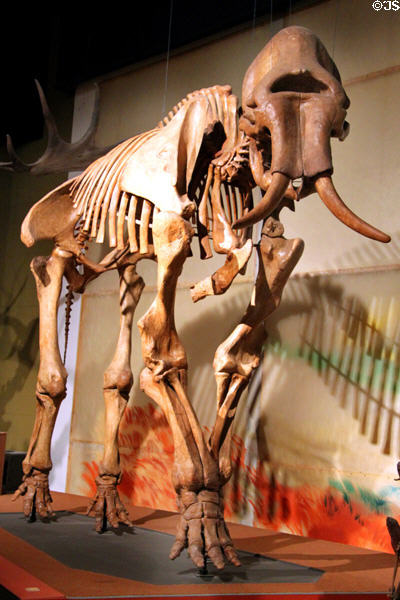 Mammoth (Mammuthus sp.) (Late Pleistocene 250-10 thousand years ago) fossil skeleton at Cleveland Museum of Natural History. Cleveland, OH.