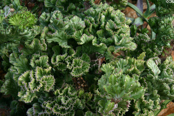 Elk Horn Euphorbia in Crystal Bridge Tropical Conservatory of Myriad Botanical Gardens. Oklahoma City, OK.