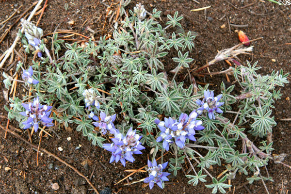 Wildflowers at Crater Lake National Park. OR.