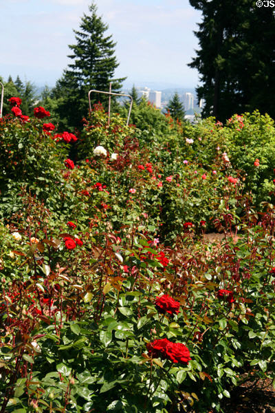 International Rose Test Garden section of Portland Rose Garden. Portland, OR.