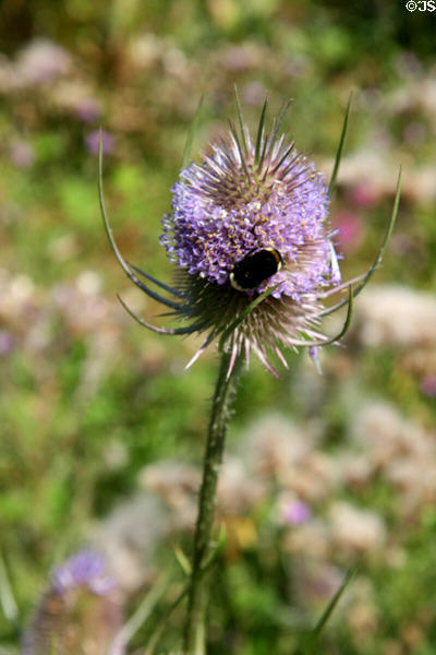 Wildflower at Pittock Mansion. Portland, OR.