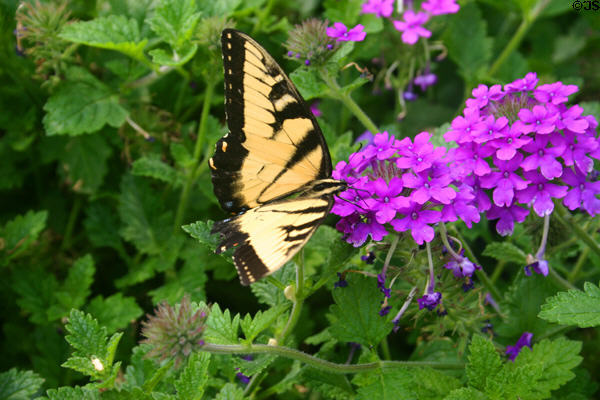 Butterfly at Longwood Gardens. Kennett Square, PA.