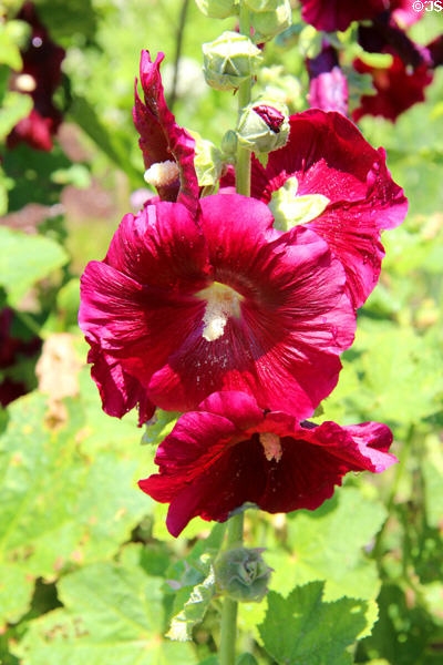 Hollyhocks in kitchen garden beside Rough Point. Newport, RI.