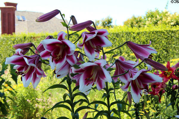 Lilies in kitchen garden beside Rough Point. Newport, RI.
