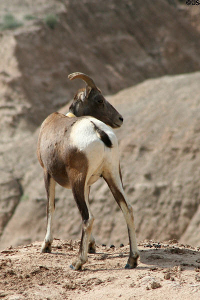 Bighorn Sheep in Badlands National Park. SD.