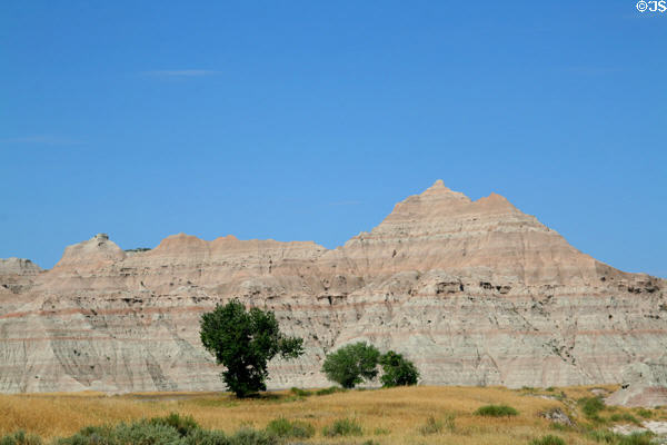 Trees against hills in Badlands National Park. SD.