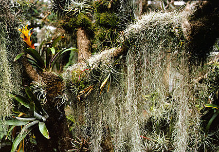 Moss in Opryland Hotel gardens. Nashville, TN.