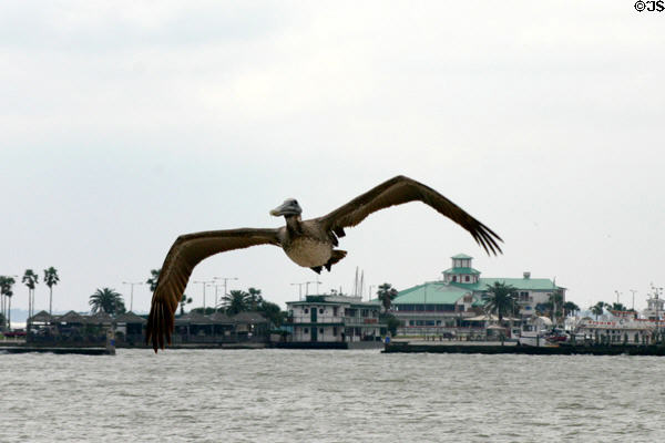 Pelican over waterfront. Corpus Christi, TX.