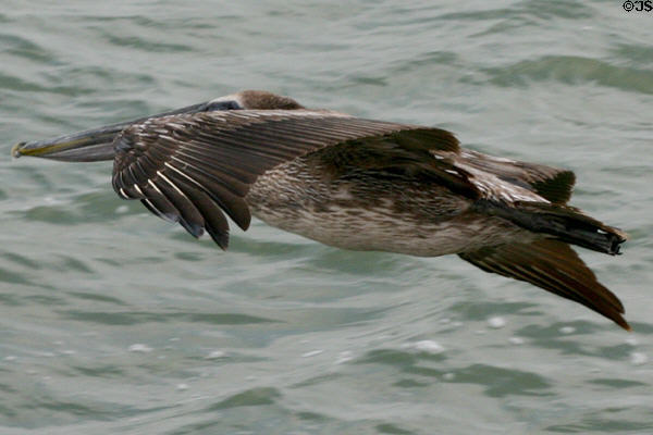 Pelican in flight. Corpus Christi, TX.