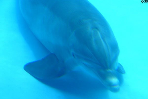 Bottlenose Dolphin at Texas State Aquarium. Corpus Christi, TX.