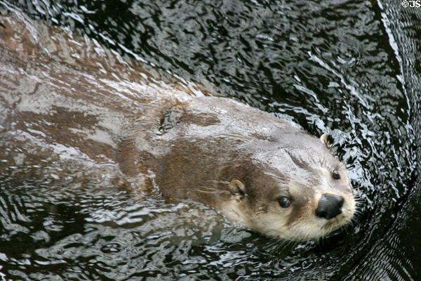 Otter at Texas State Aquarium. Corpus Christi, TX.