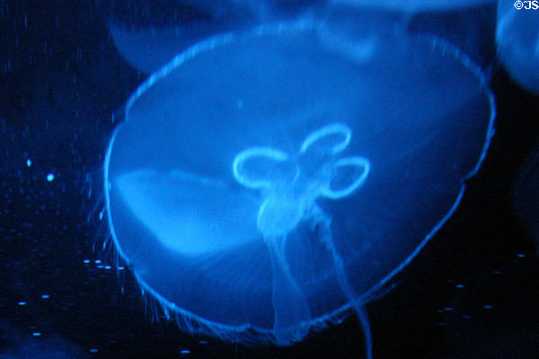 Moon Jellyfish at Texas State Aquarium. Corpus Christi, TX.