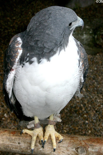 White-tailed Hawk (<i>Buteo albicaudatus</i>) at Texas State Aquarium. Corpus Christi, TX.