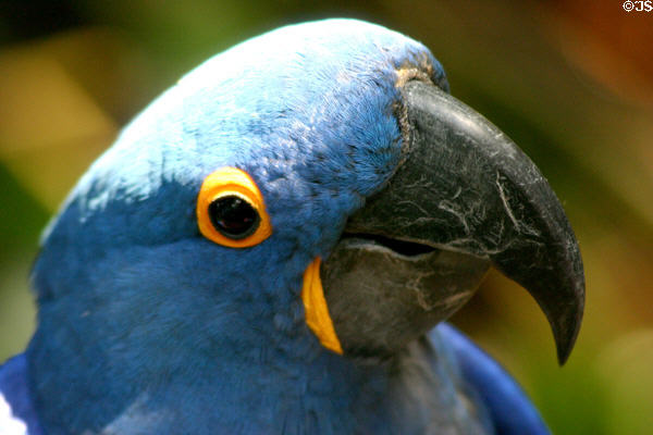 Parrots in rainforest pyramid at Moody Gardens. Galveston, TX.