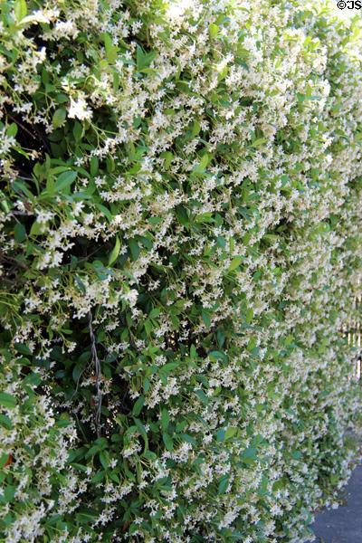 Flowering hedge near Hermann Park. Houston, TX.