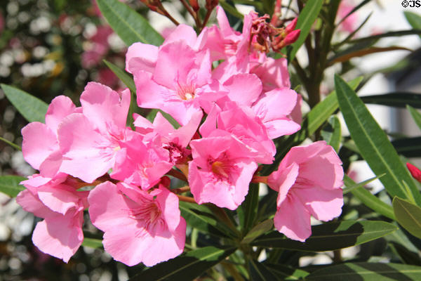 Flowers in garden at Czech Cultural Center. Houston, TX.