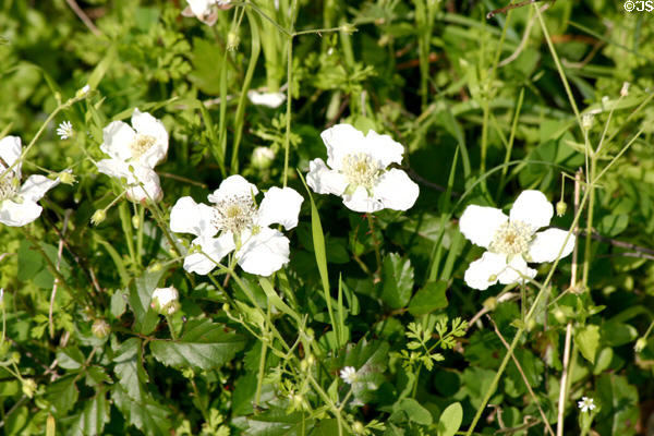 Wildflowers at Aransas National Wildlife Refuge. TX.