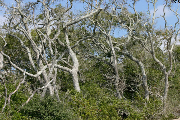 Oaks at Aransas National Wildlife Refuge. TX.