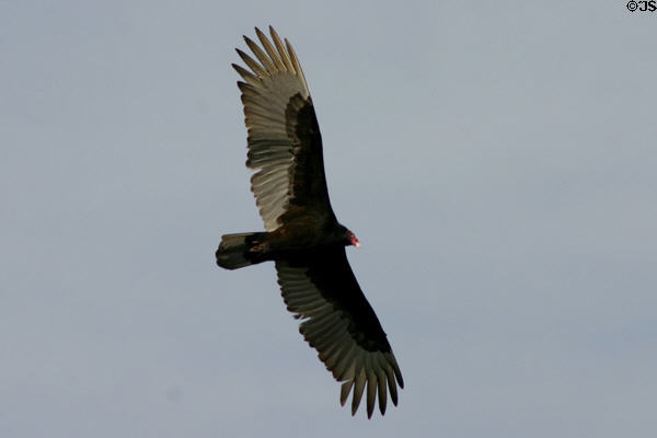 Turkey Vulture in flight at Aransas National Wildlife Refuge. TX.