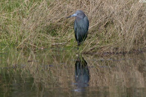 Little Blue Heron (<i>Egretta caerulea</i>) at Aransas National Wildlife Refuge. TX.