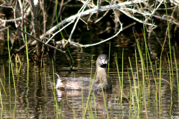 Pied-billed Grebe (<i>Podilymbus podiceps</i>) at Aransas National Wildlife Refuge. TX.