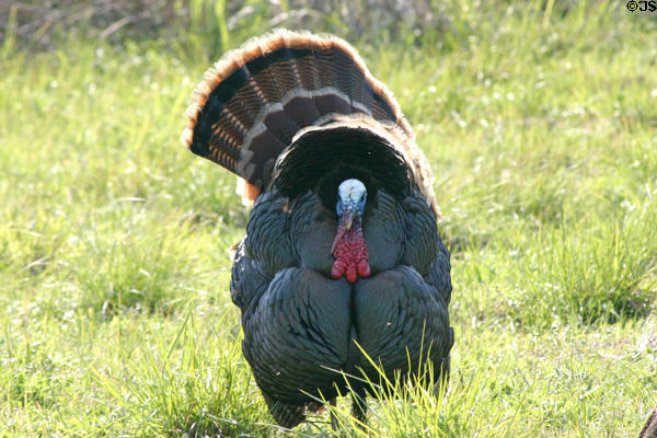 Wild Turkey male from front at Aransas National Wildlife Refuge. TX.