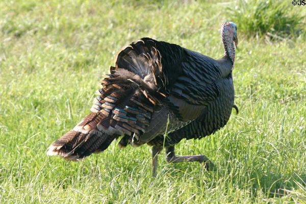 Wild Turkey male with tail down at Aransas National Wildlife Refuge. TX.